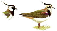 Vanellus vanellus (lapwing)